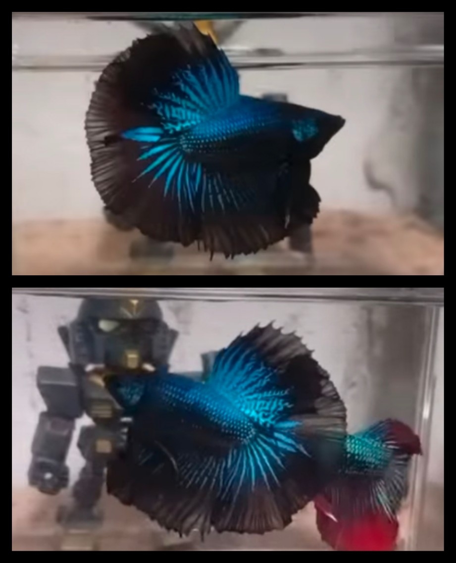 Blue Dragon