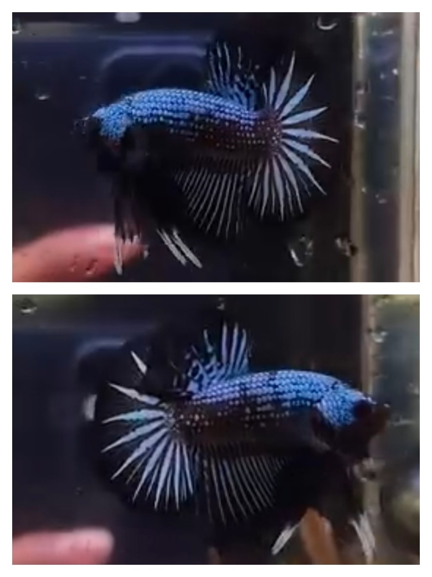 Blue Dragon