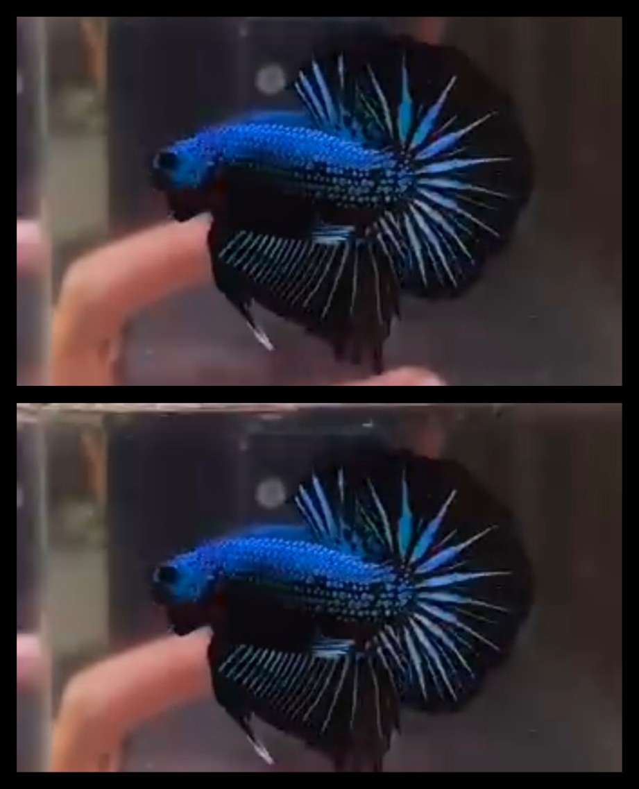 Dark Blue Dragon