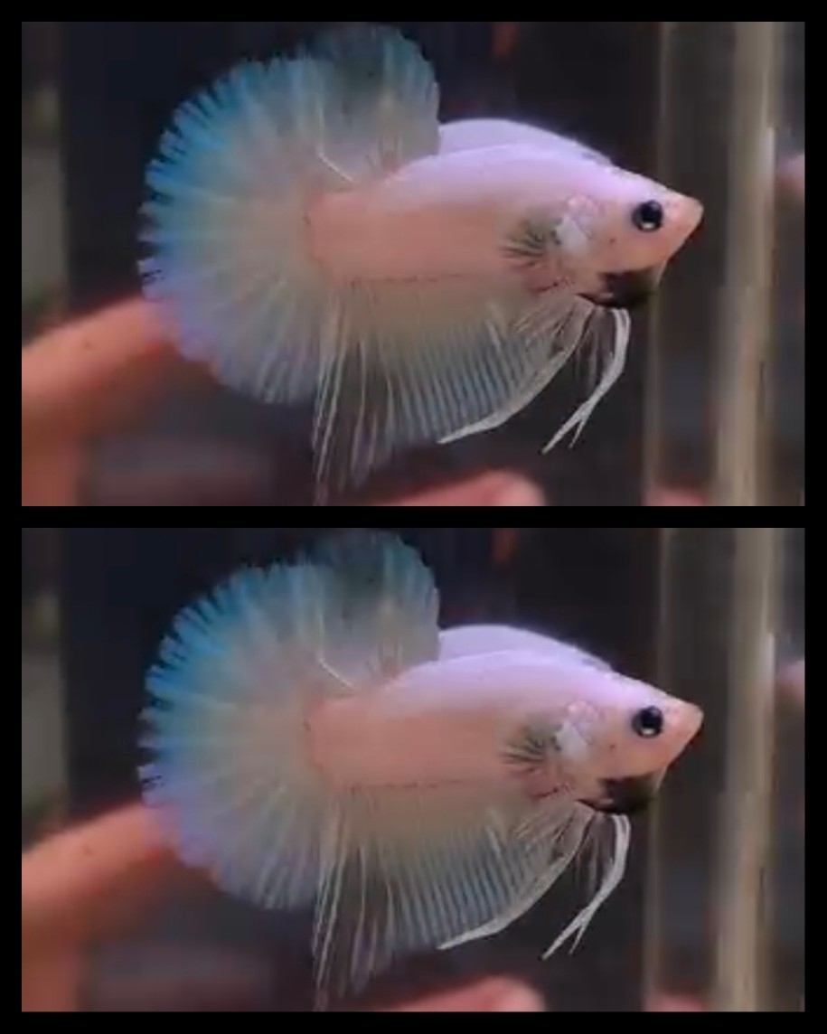 Dragon Soft