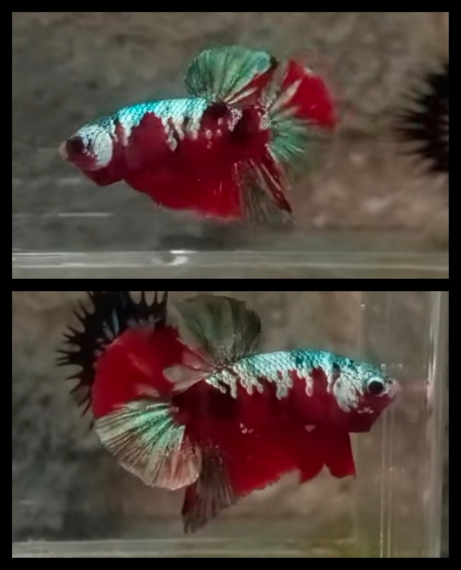 Red Koi Copper