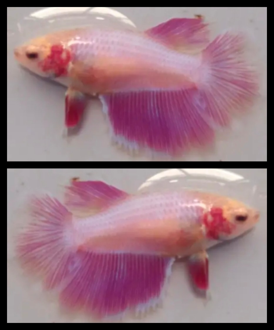 Female Purple Pink