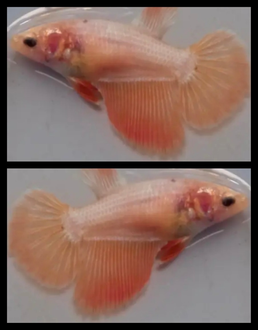 Female Orange Dragon
