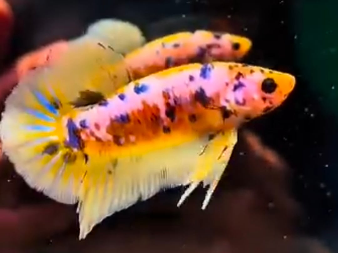 Yellow Fancy
