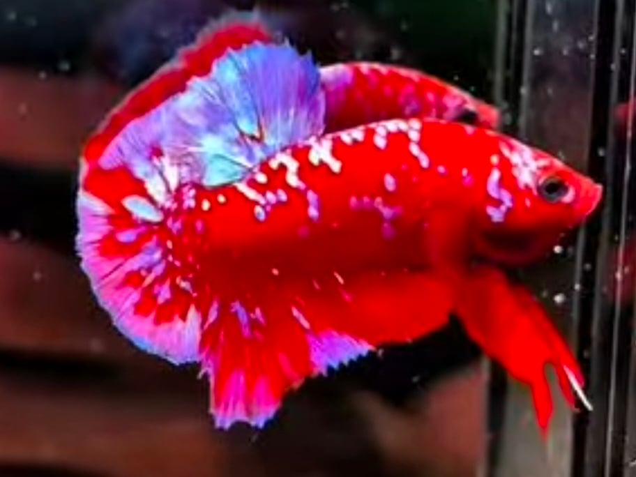 Red Purple 1