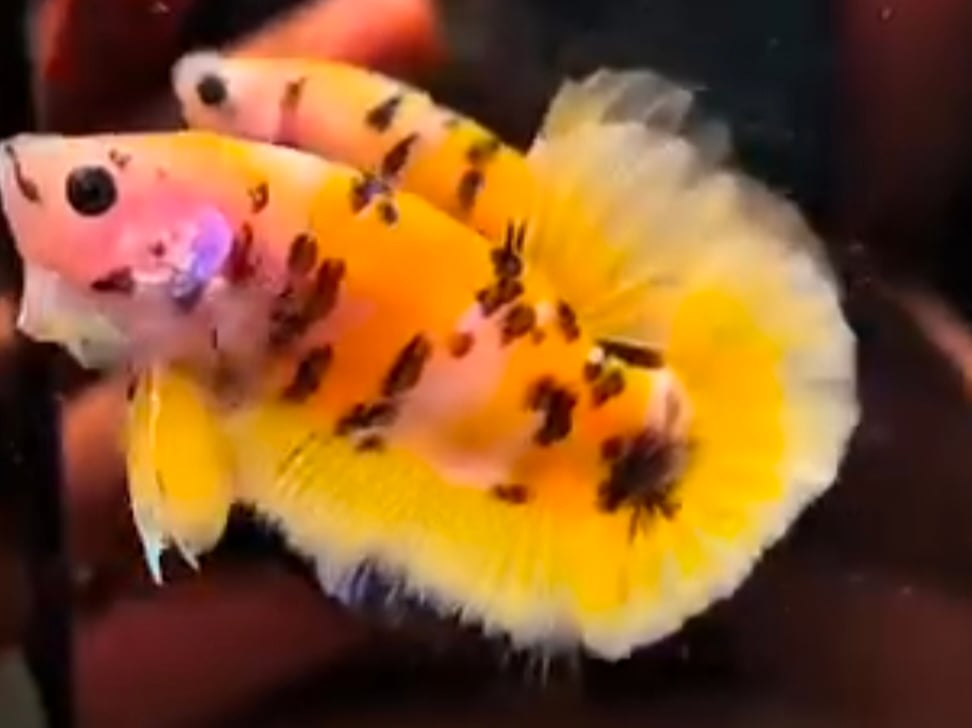Yellow Marsupilami