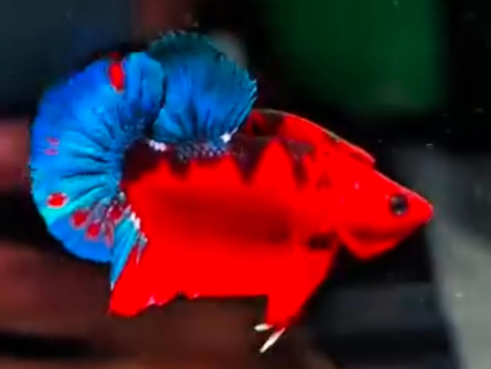 Hellboy Fancy Blue Tail