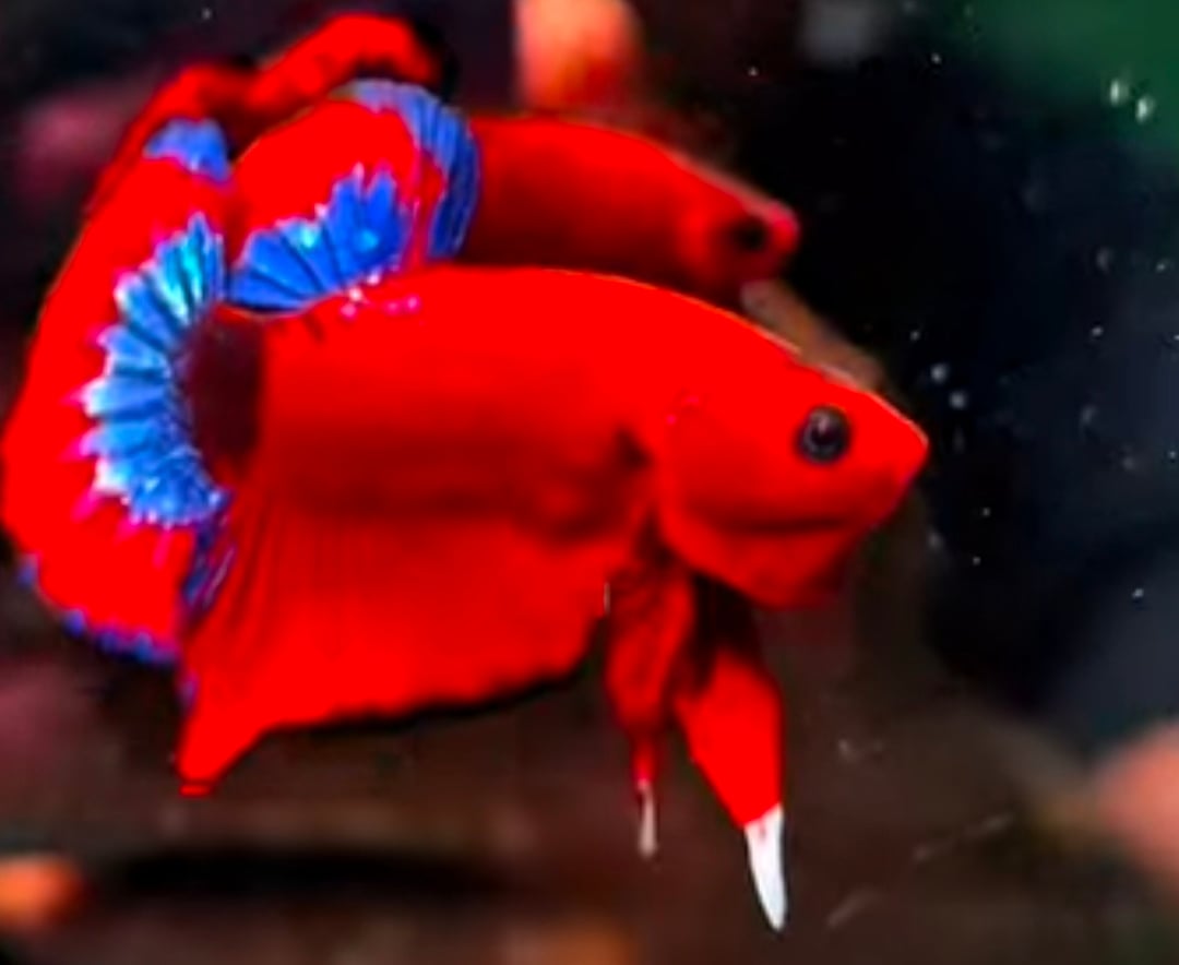 Hellboy Fancy Blue Banding