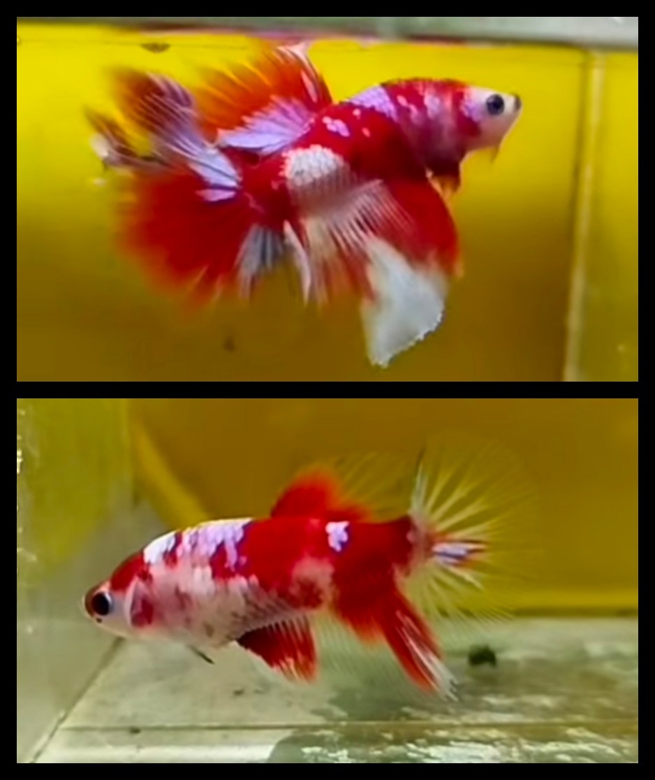 Pair Red Barongsai
