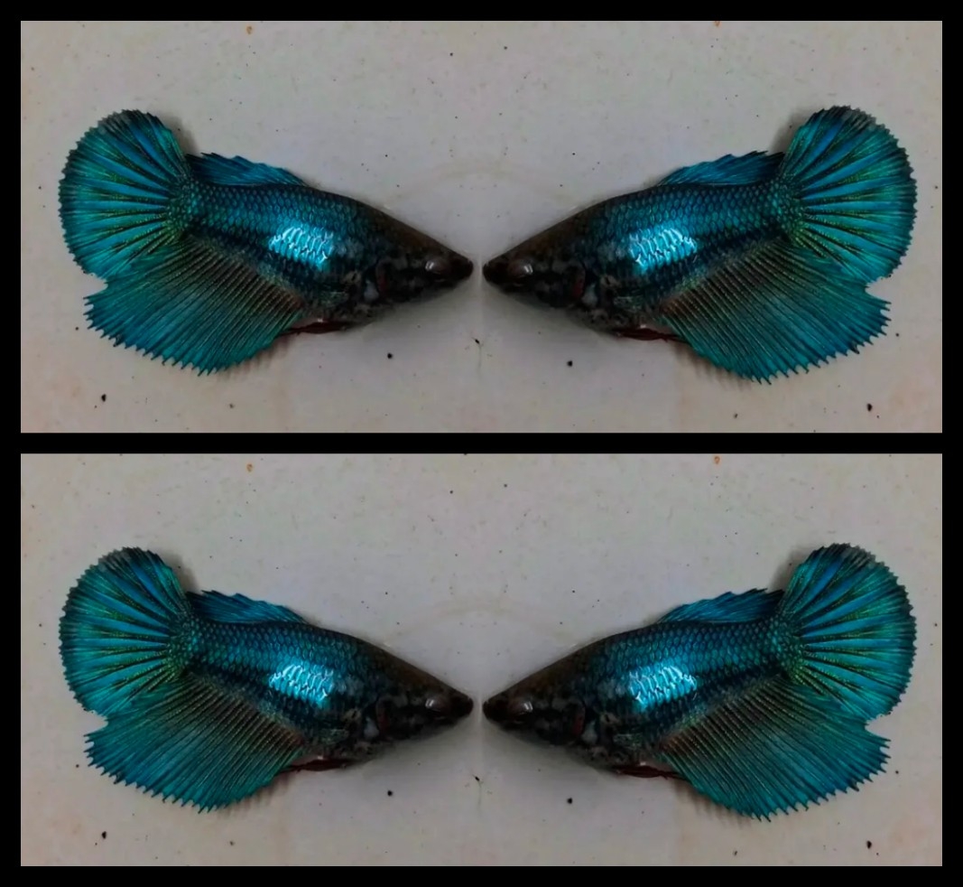 Female Turquoise