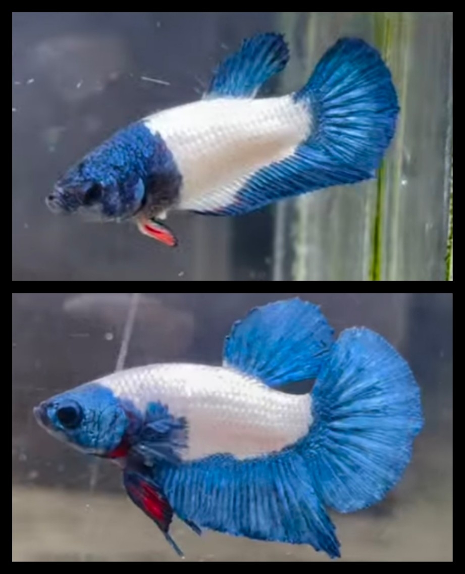 Pair Blue Panda