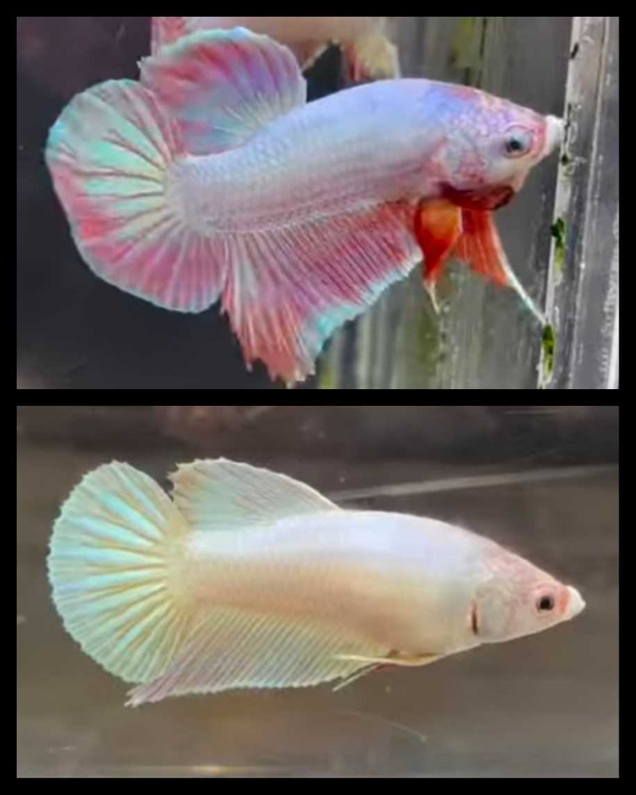 Pair Hologram