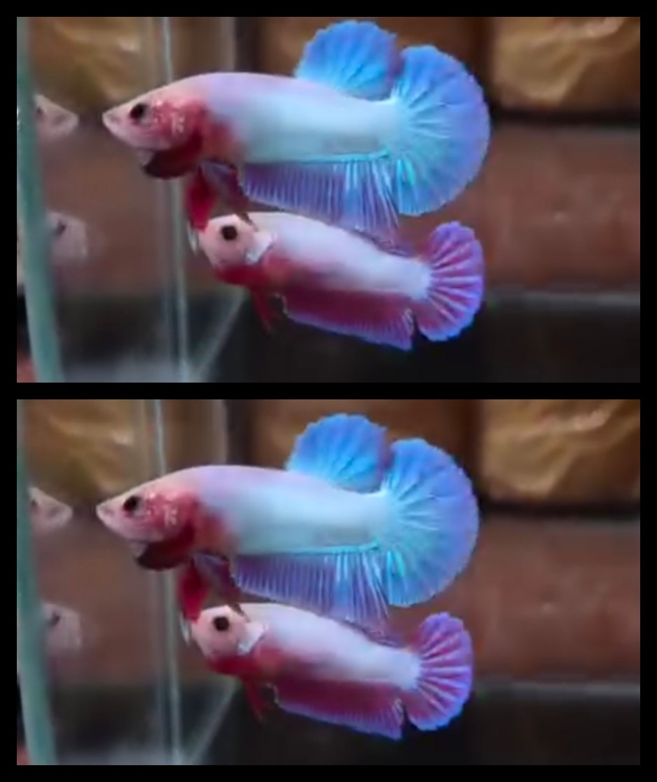 Pair Pink Aurora