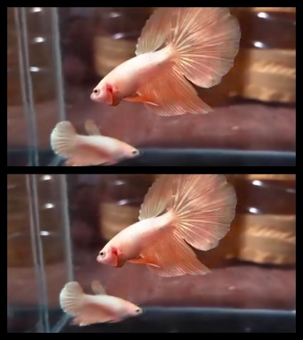 Pair Gold Halfmoon