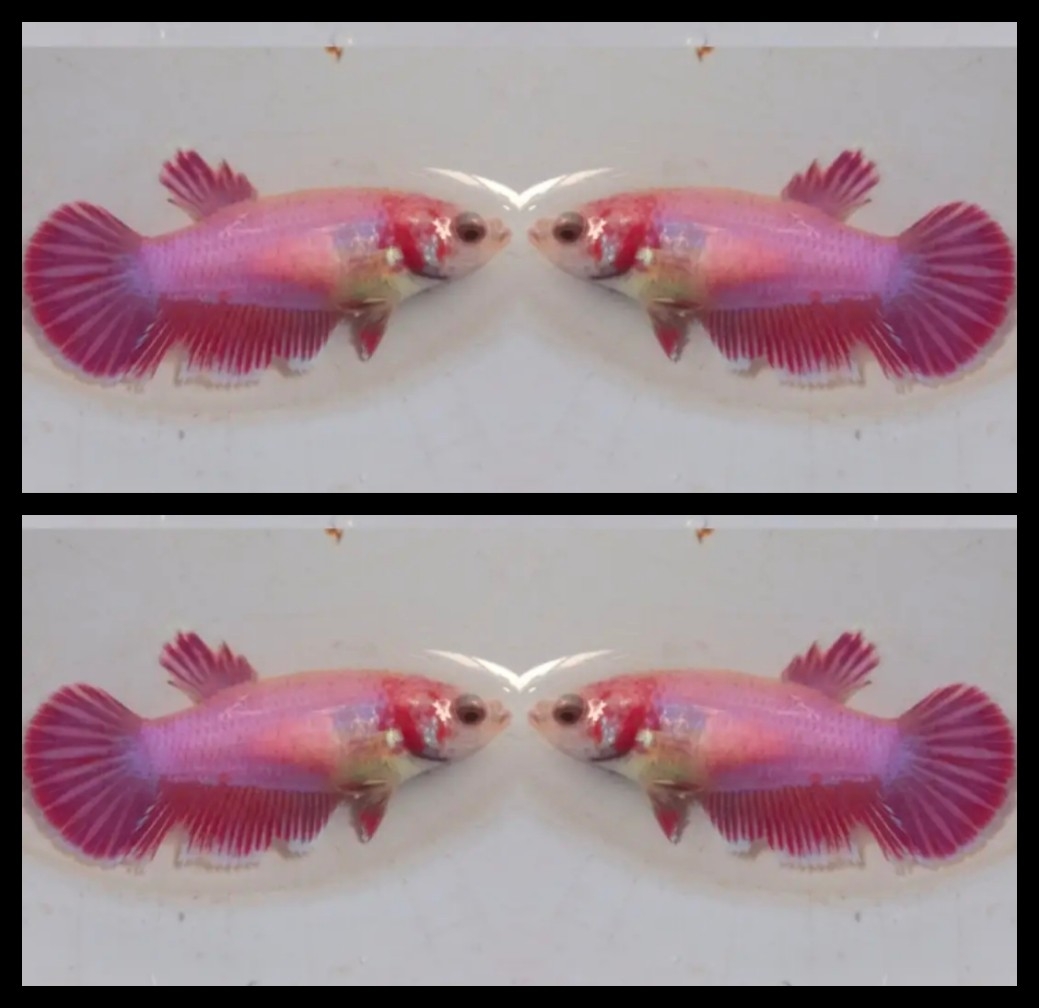 Female pink purple