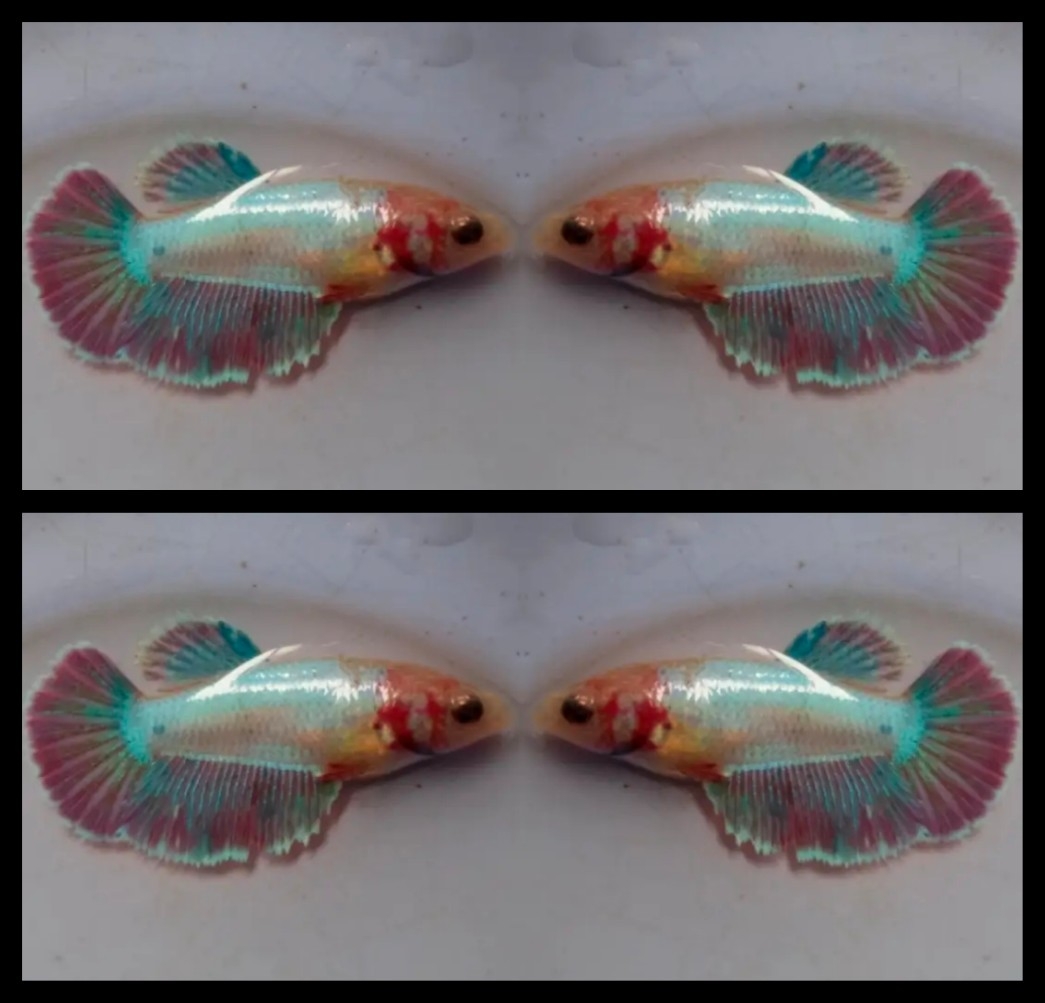 Female unicorn
