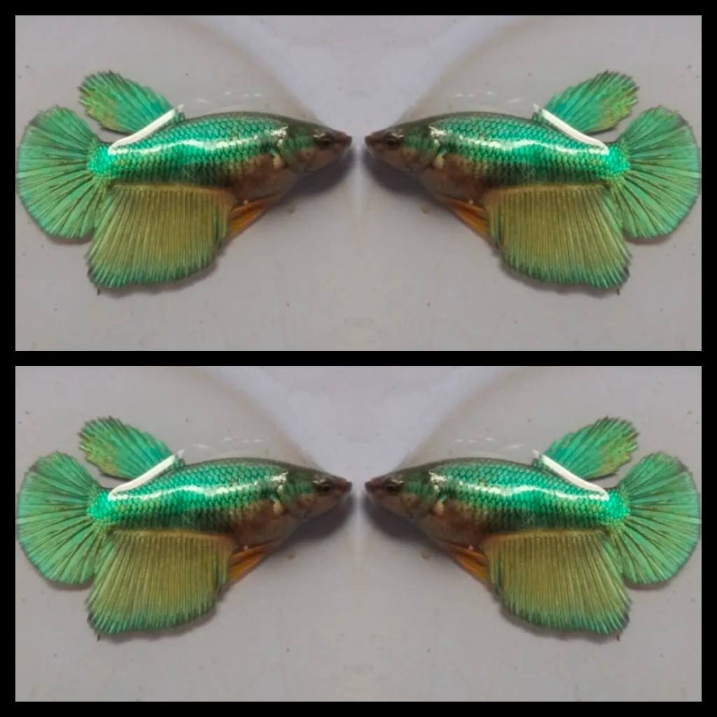 Female copper gold