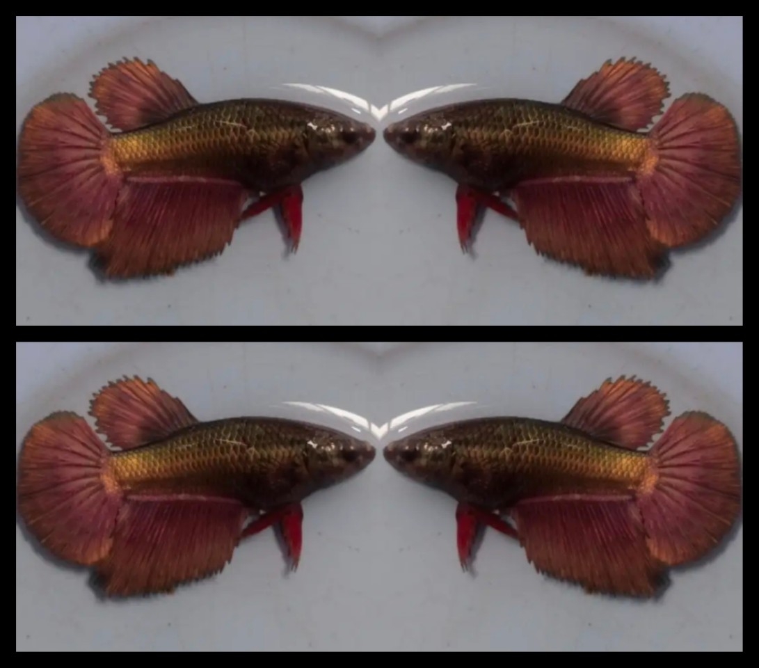 Female dark  red copper