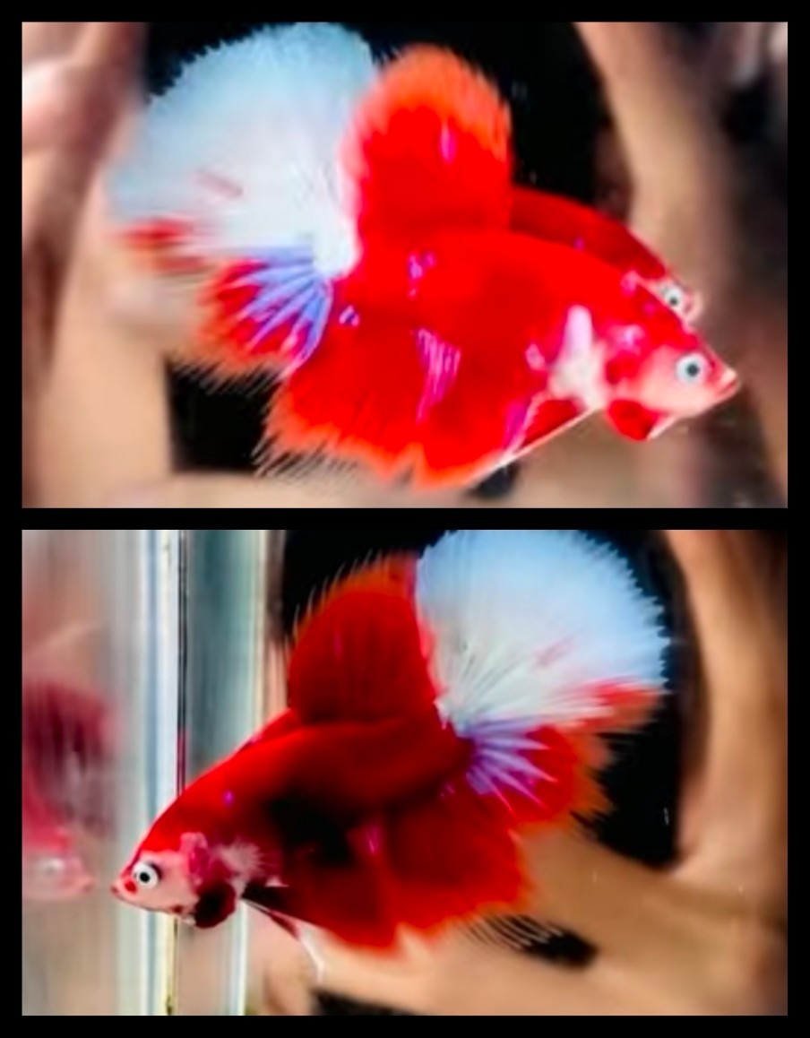 Red Barongsai
