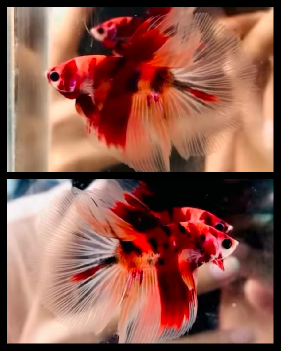 Sweet Nemo