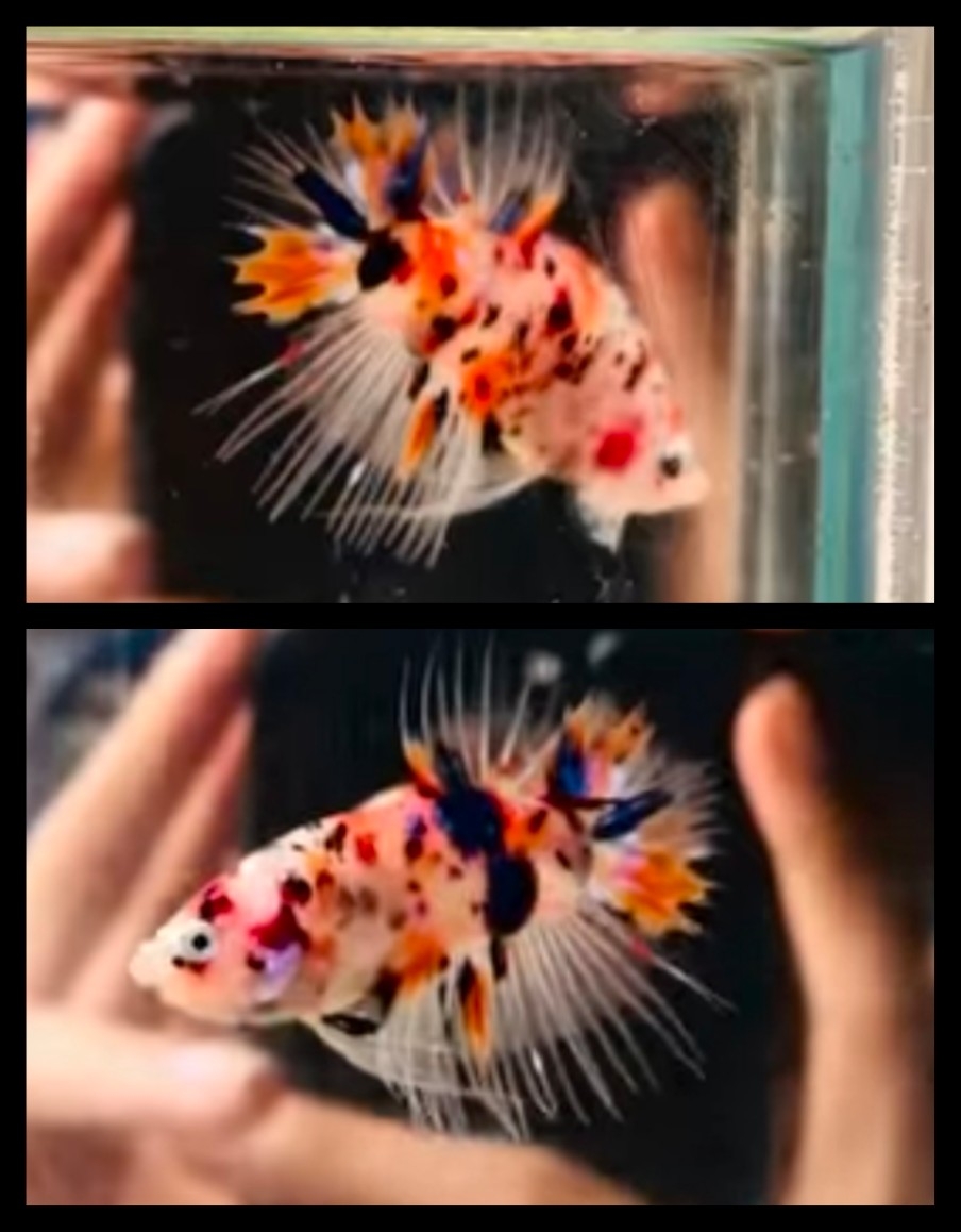 CTPK Nemo Tiger