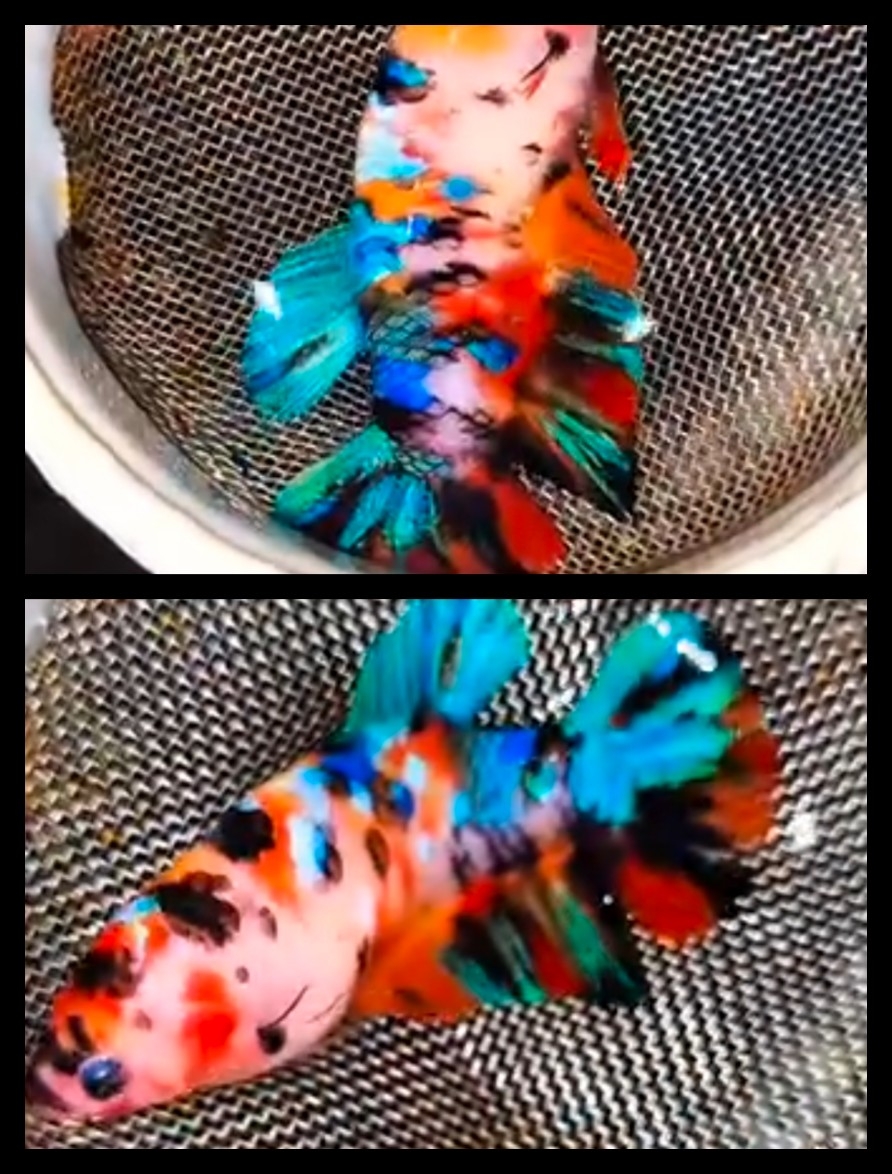 Female Multicolor 2
