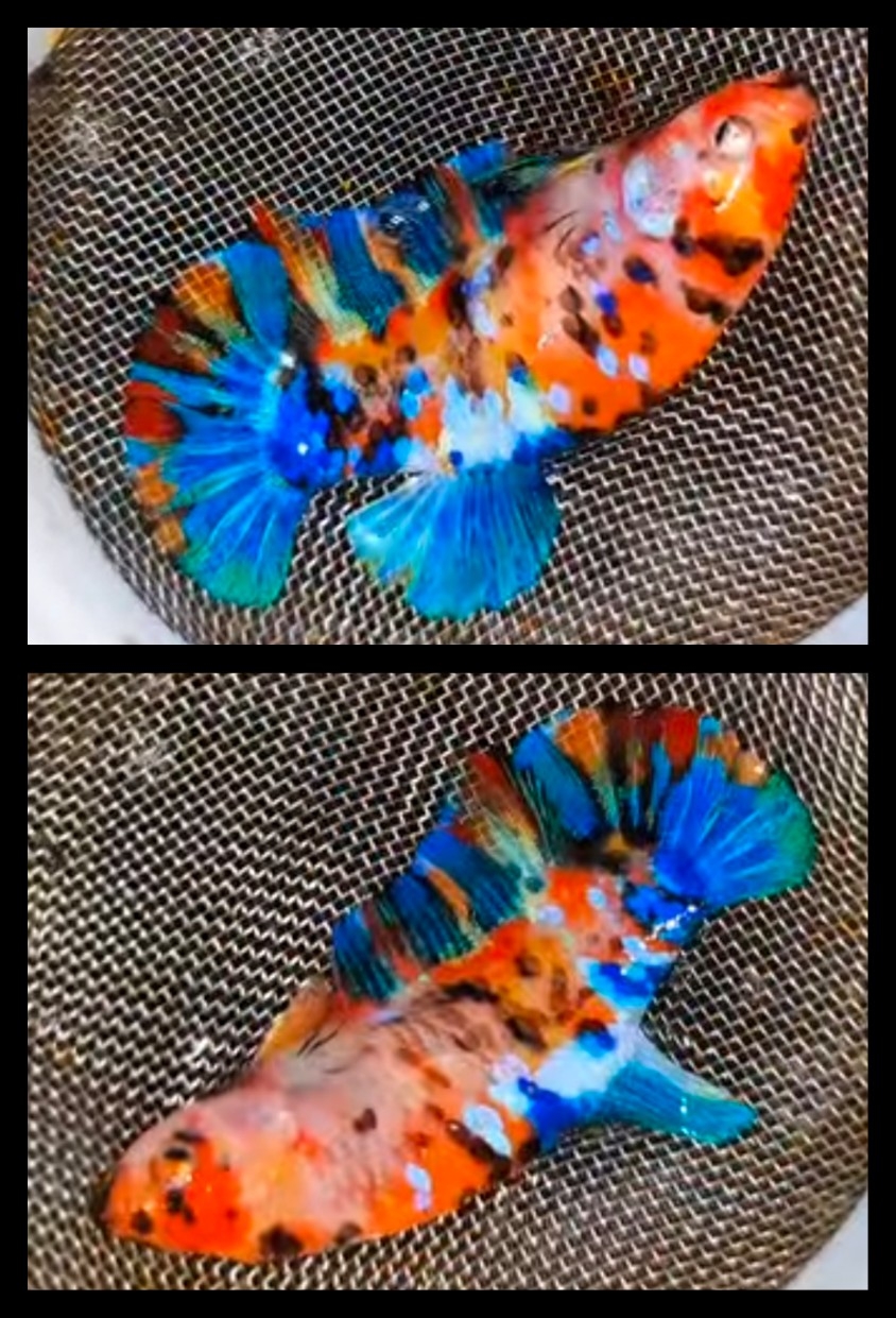 Female Multicolor 1