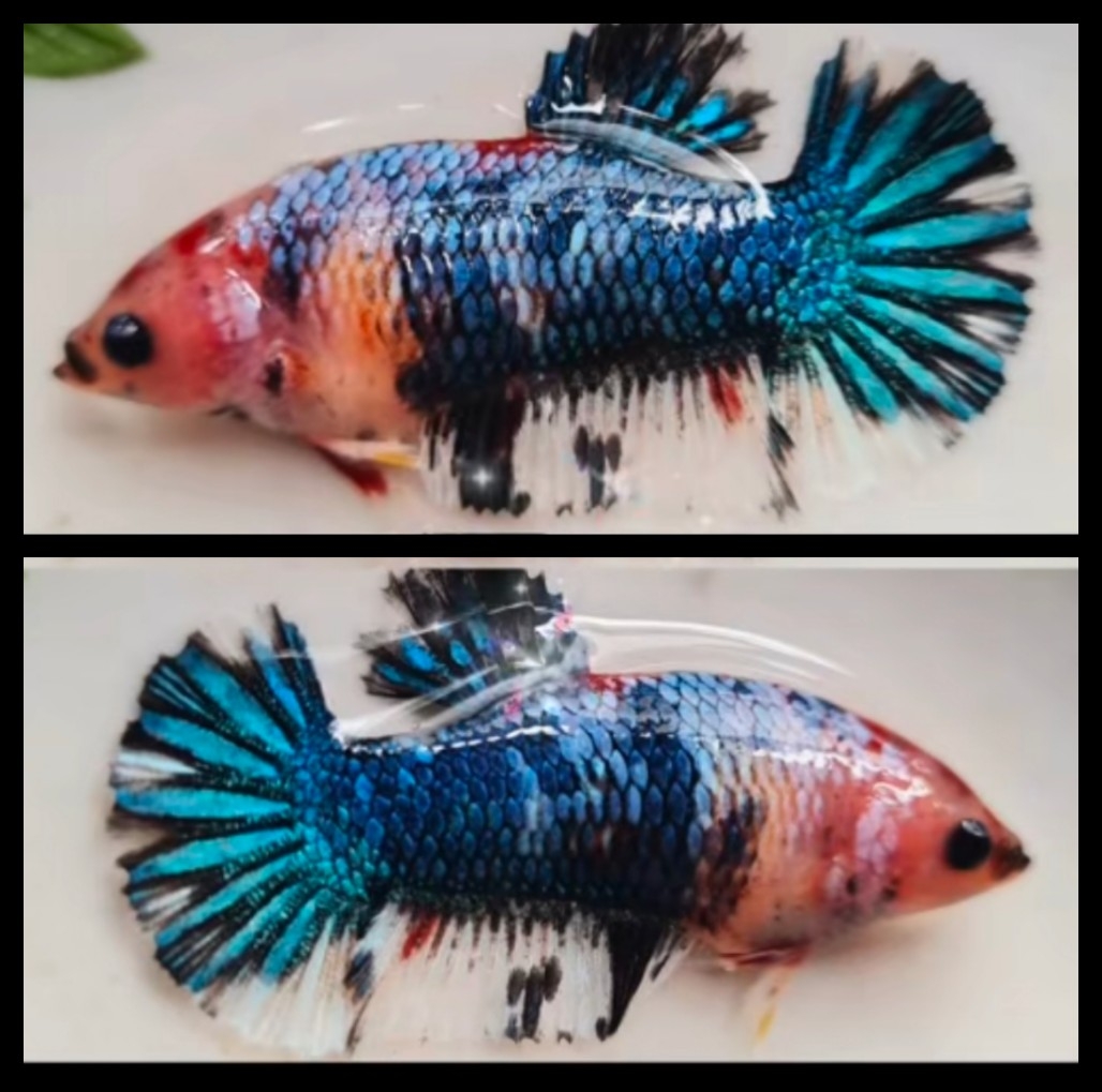 Female Fancy Variation