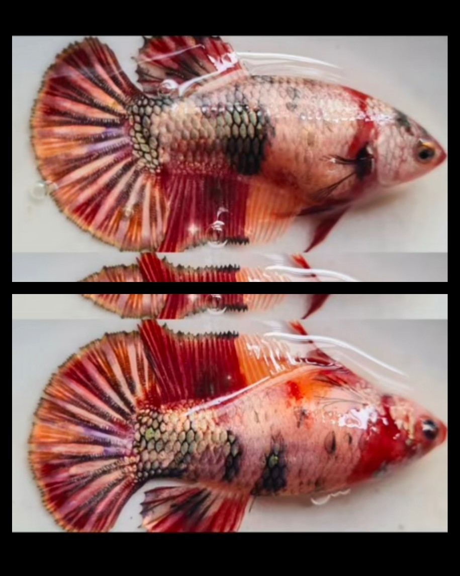 Female Candy Copper