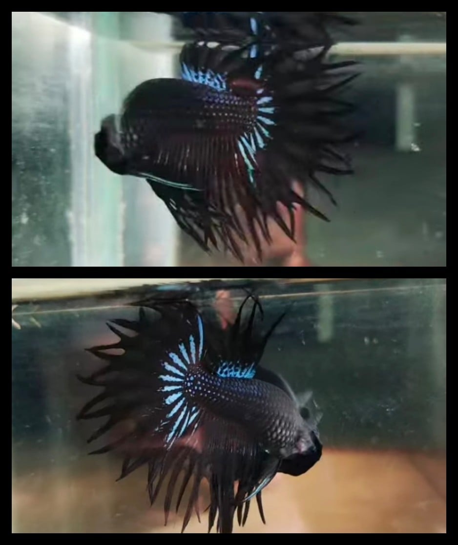 King Crown Tail Black Orchid