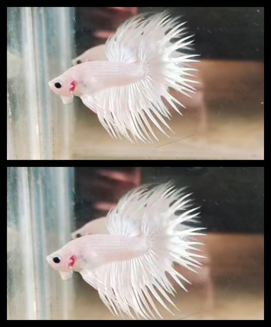 White Platinum