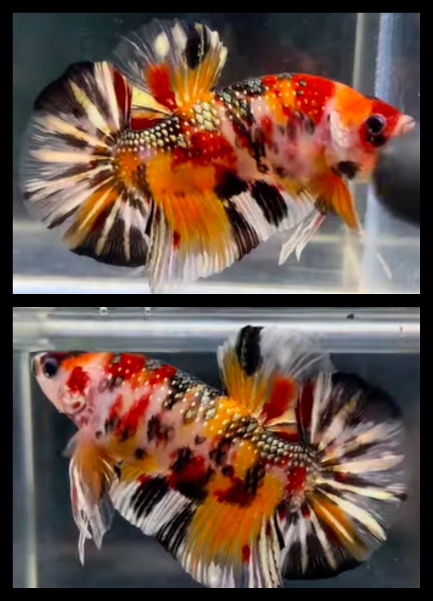Giant Nemo Copper 6 cm