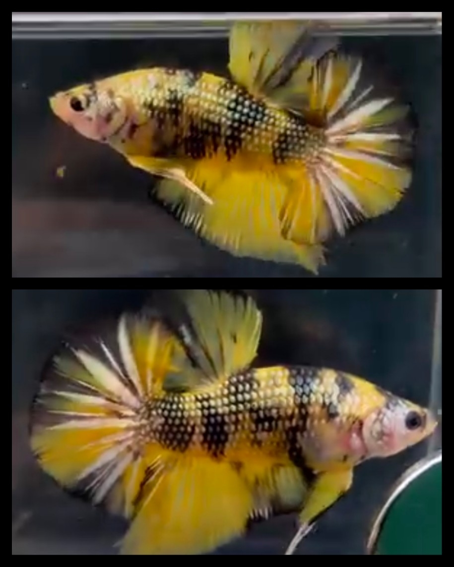 Giant Yellow Copper 5.5 cm