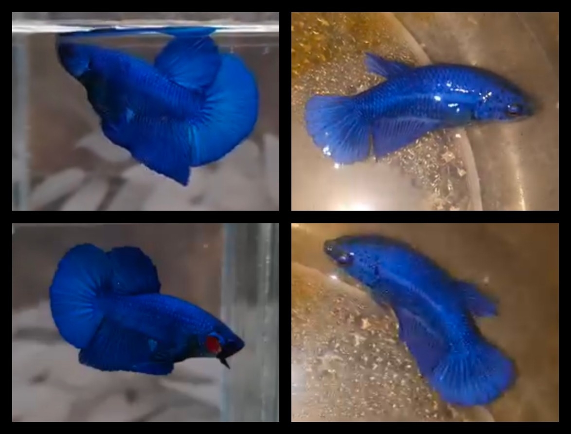 Pair Royal Blue