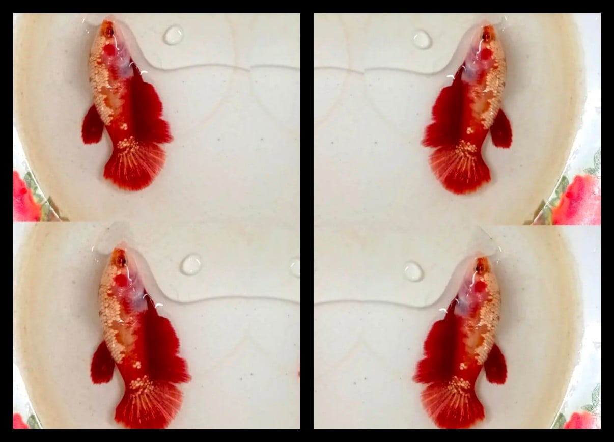 Female Red Gold