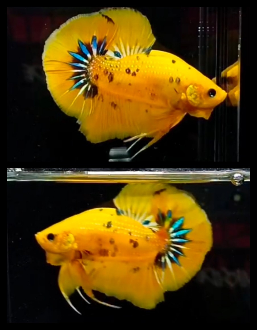 Giant Yellow 5.5 cm