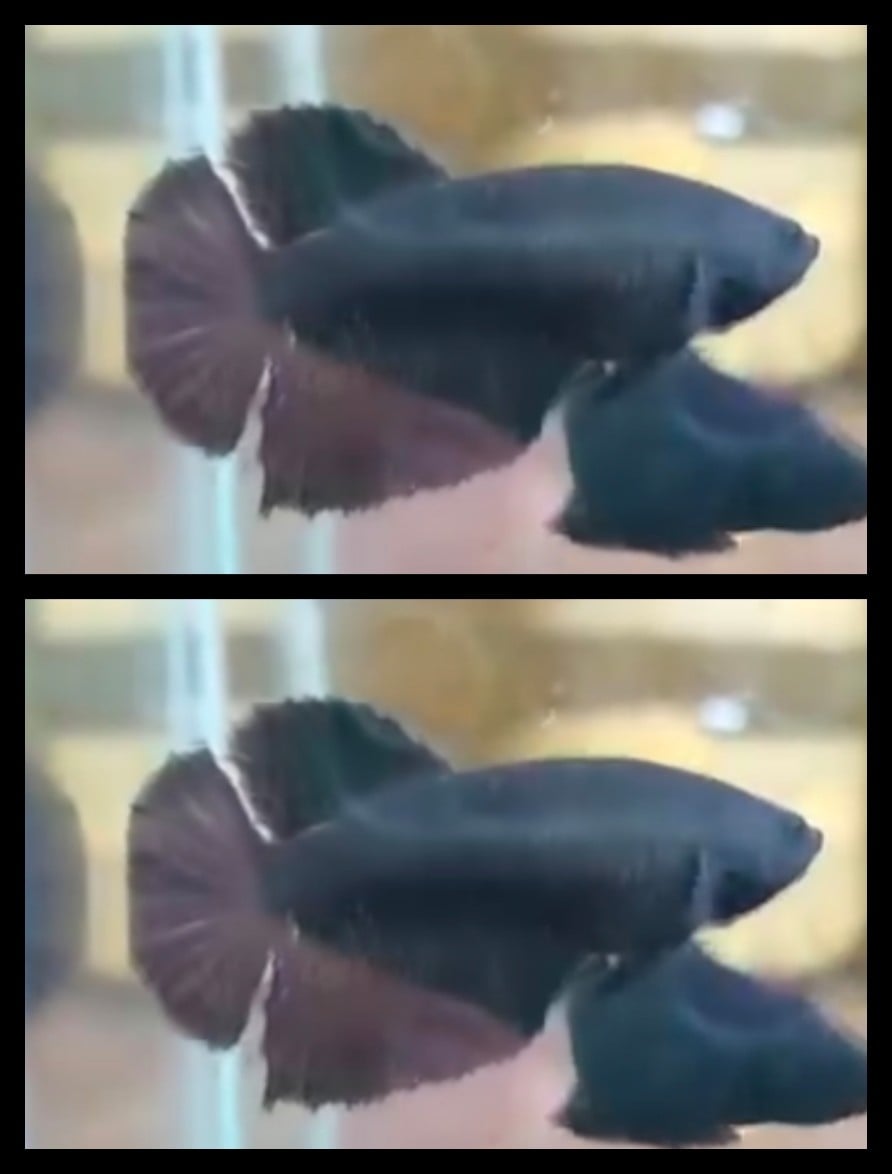 Female Black Bold