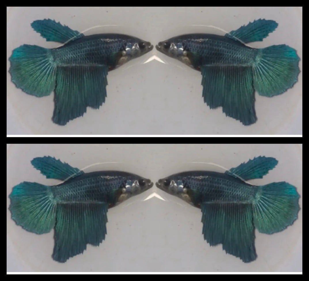 Female Steel Blue