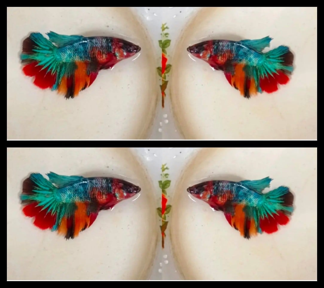 Female Multicolor
