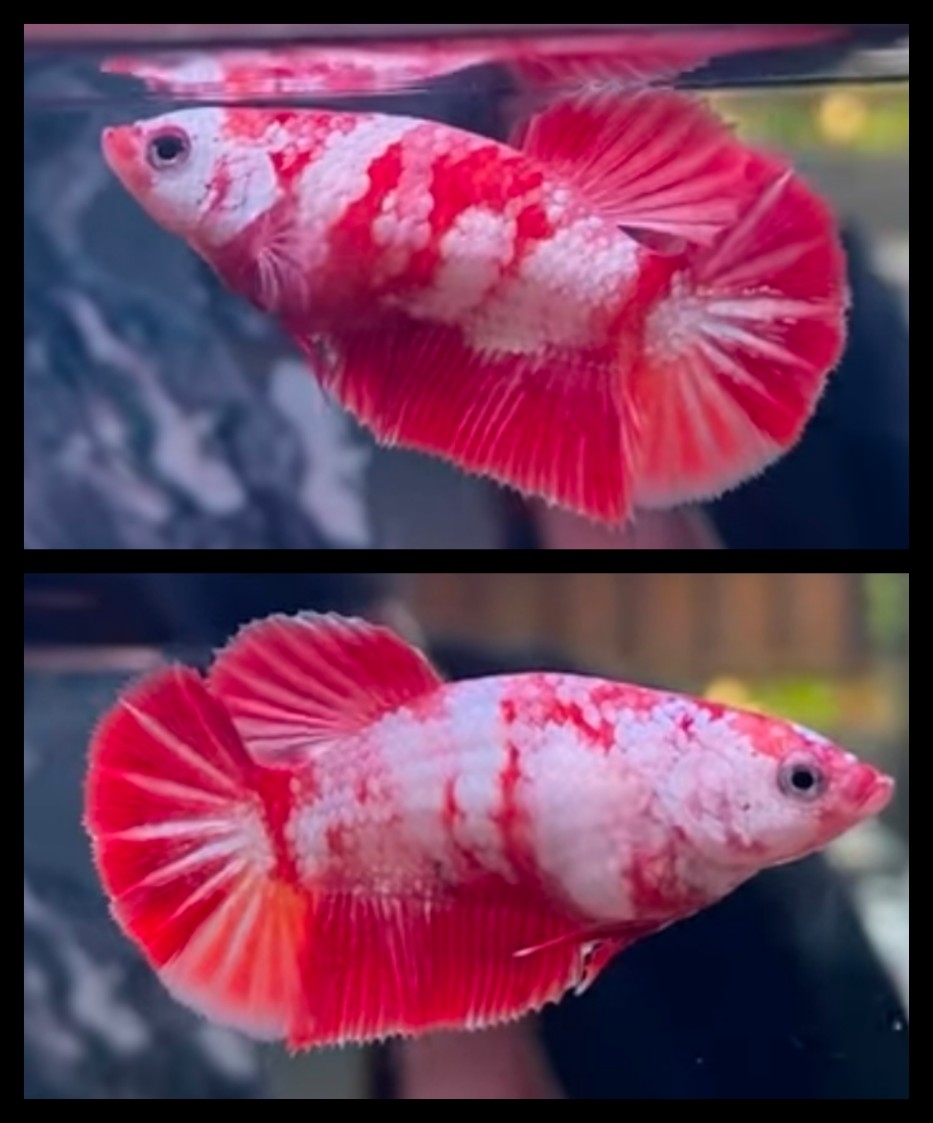Female Red Candy
