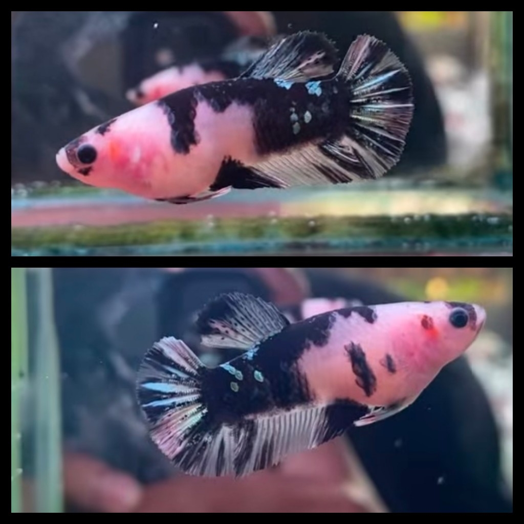 Female Black Koi