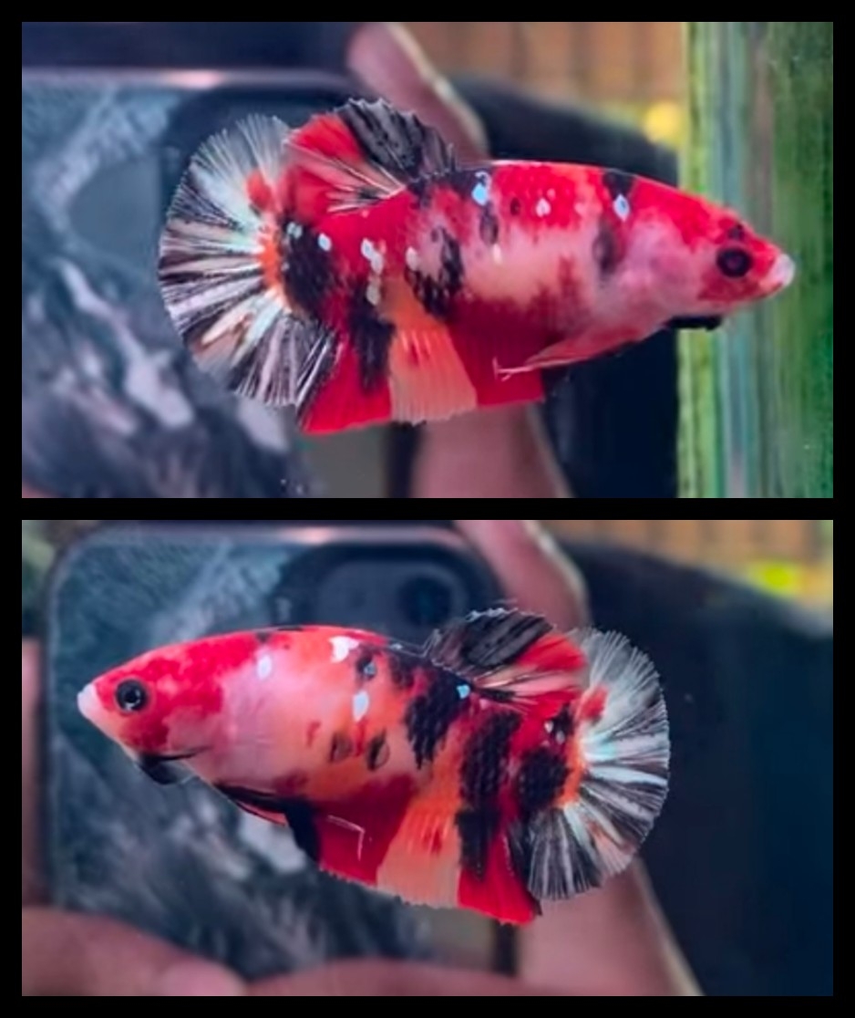 Female Nemo Copper