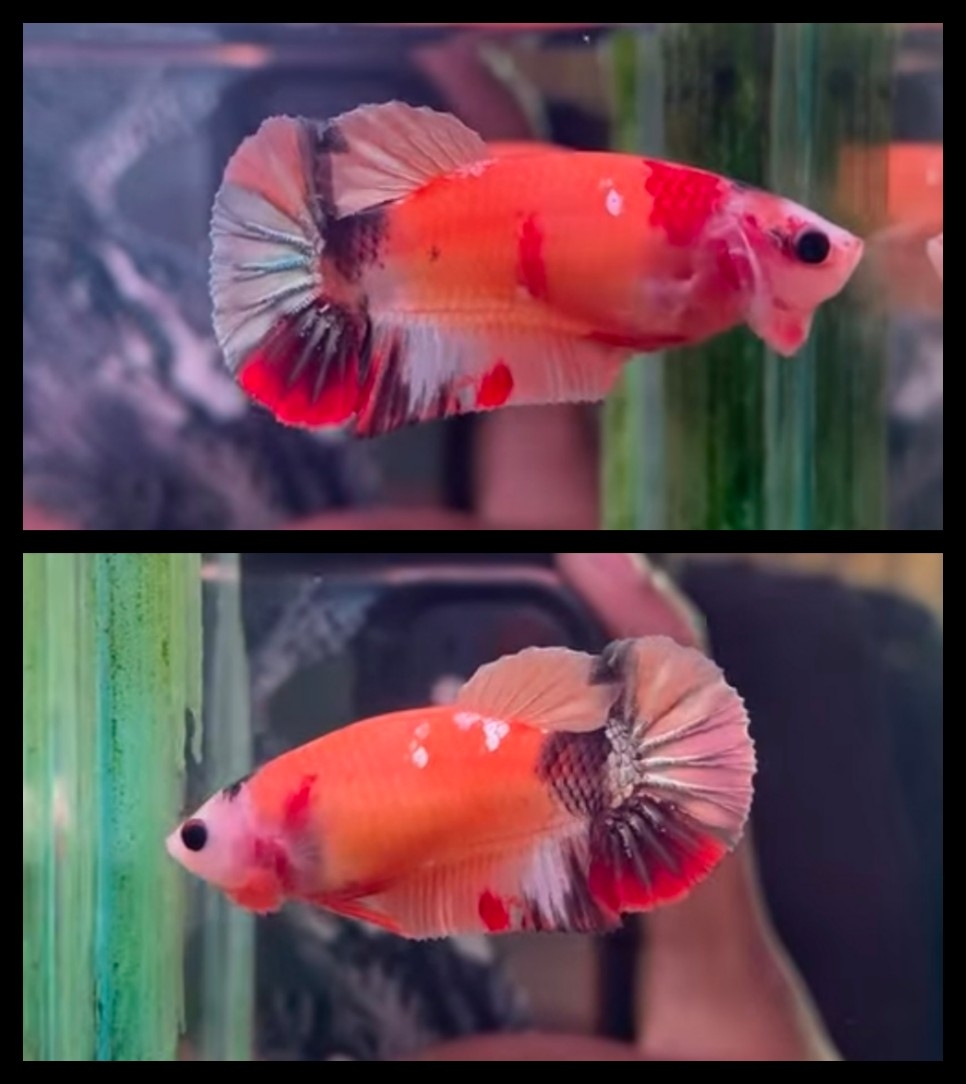 Female Sweet Orange Copper
