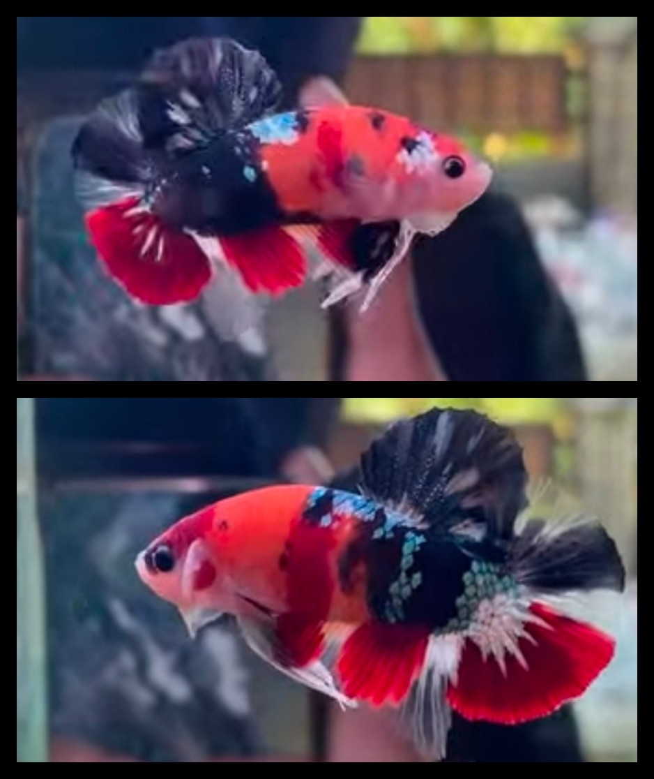 Nemo Black Copper