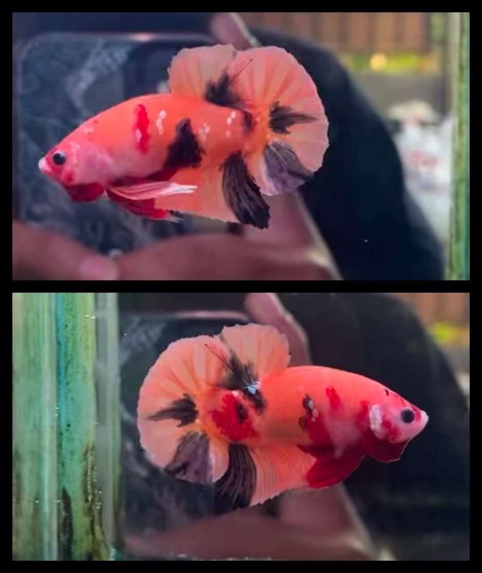 Sweet Orange Black Koi