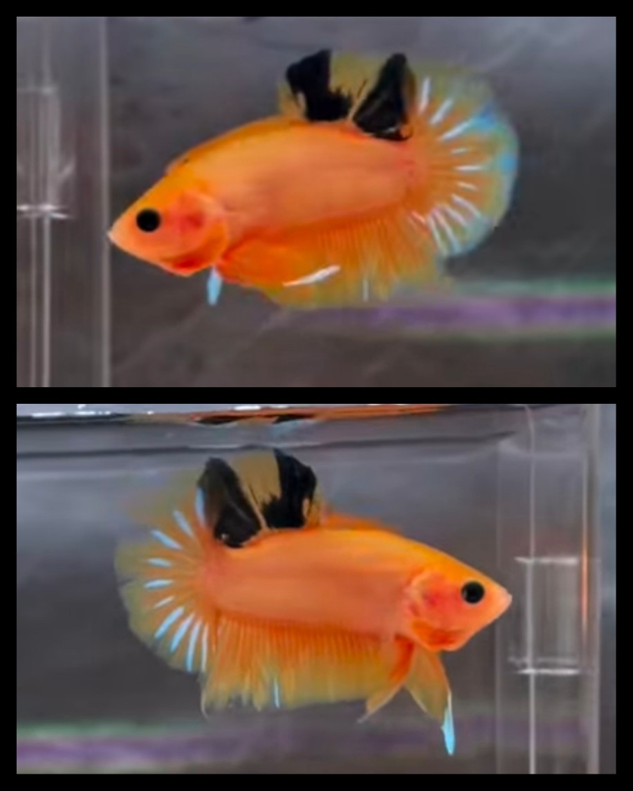 Yellow Black Fin