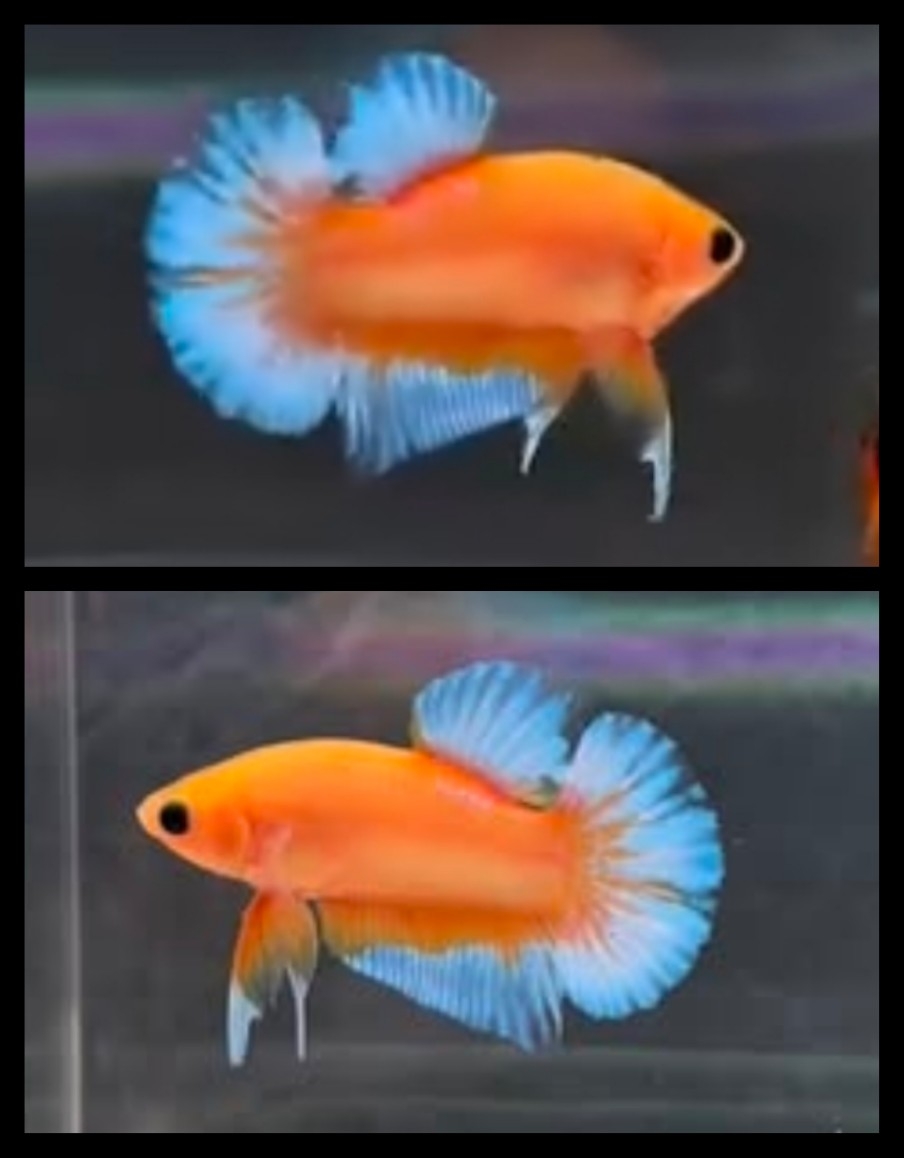 Yellow Ice Blue