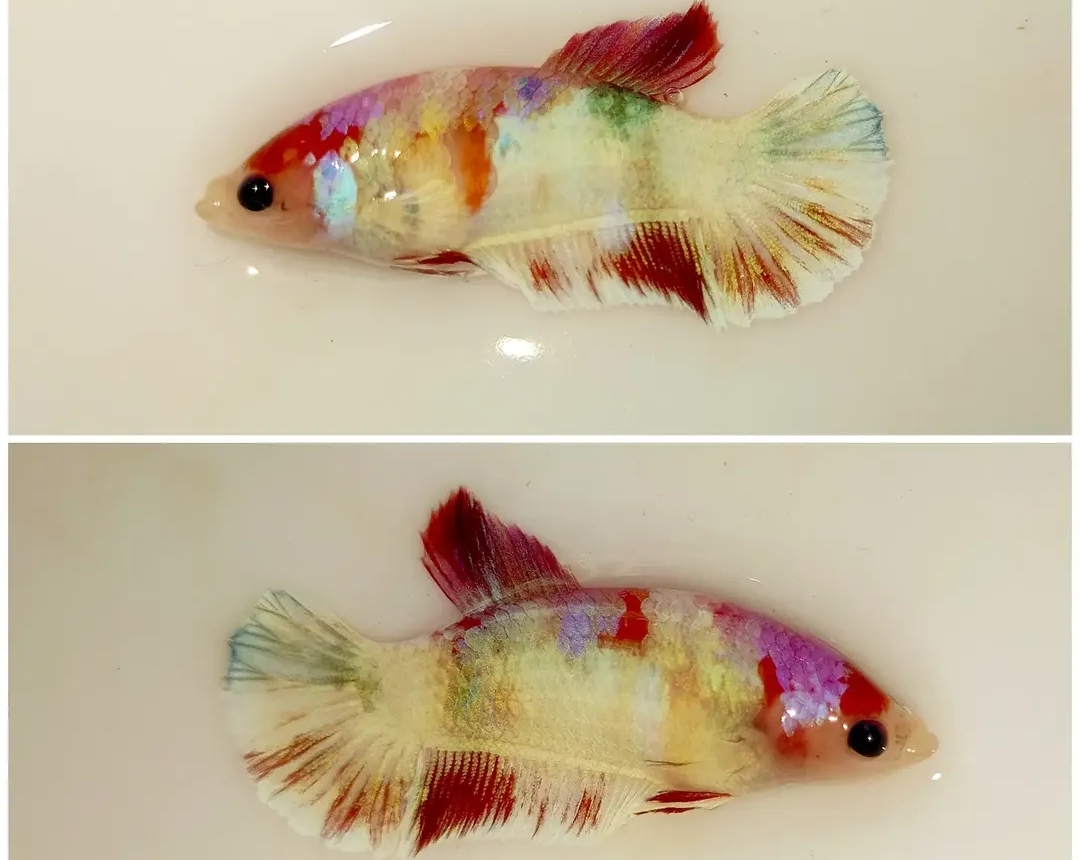 Female Sweet Candy