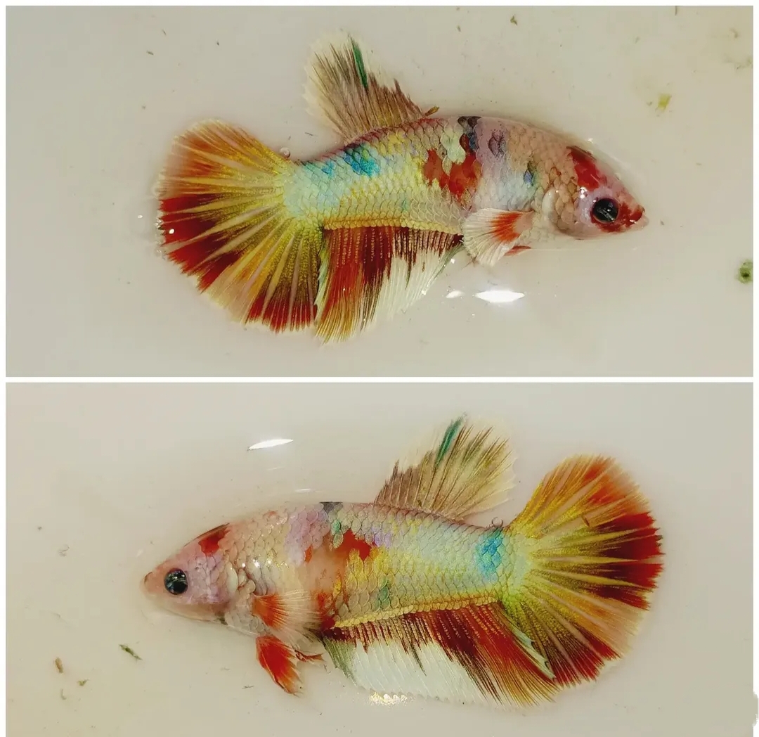 Female Candy Gold
