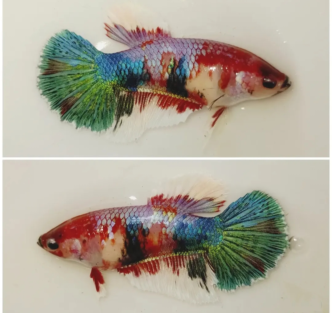 Female Multicolour